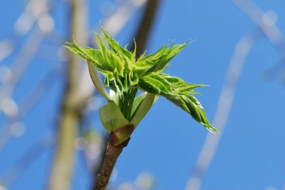 Kalopanax pictus - kalopanax pestrý - jarní pučení (2)